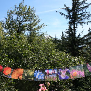 Alaska Wildflower Prayer Flags-SOLD OUT!