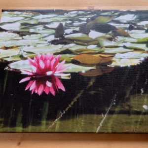 Lotus Reflection- Canvas