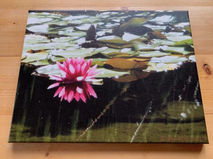 Lotus Reflection- Canvas