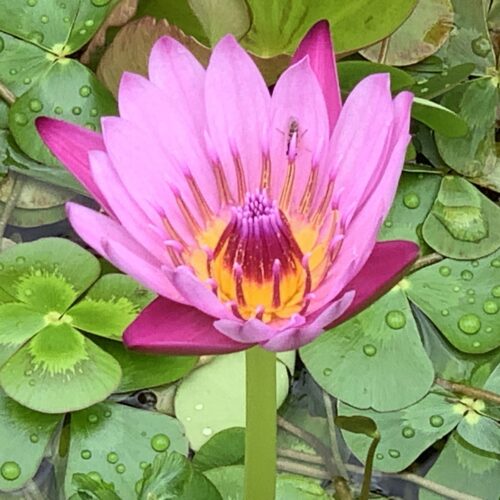 Yoga w/Mandy~Florida ~ 1/15/21~ Lotus Heart