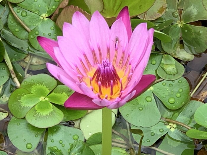 Yoga w/Mandy~Florida ~ 1/15/21~ Lotus Heart