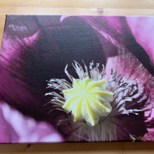 Purple Poppy Center- Canvas Print