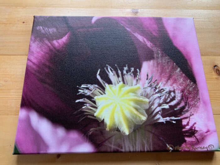 Purple Poppy Center- Canvas Print