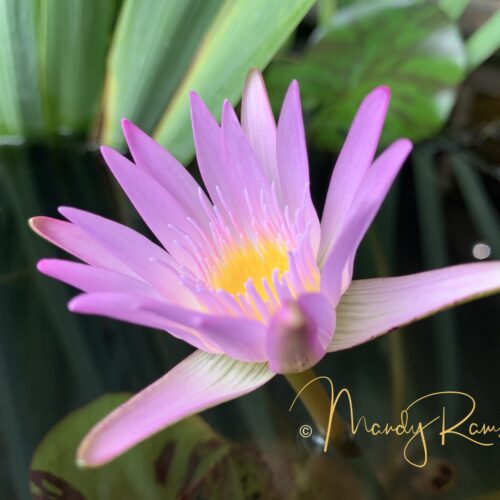 Yoga with Mandy, Haines, Alaska - 3/27/20~Padma Mudra, Lotus of the Heart~