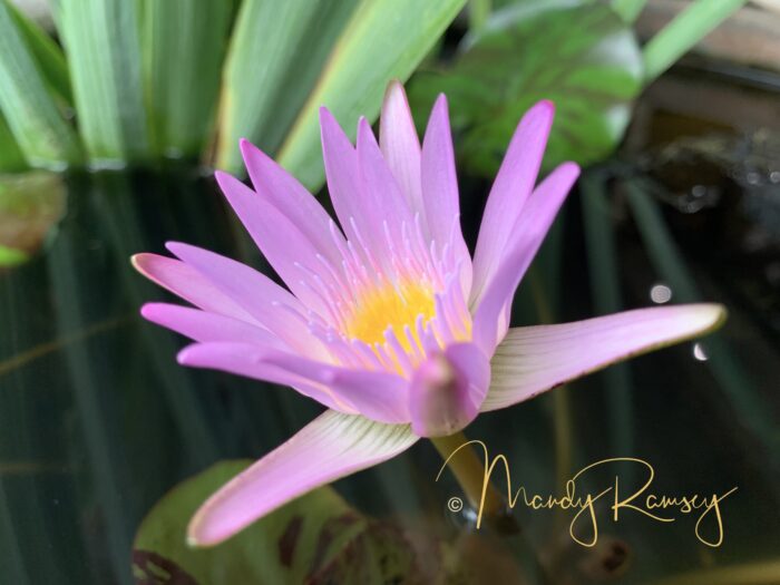 Yoga with Mandy, Haines, Alaska - 3/27/20~Padma Mudra, Lotus of the Heart~