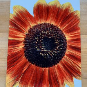Sunflower Glow- Metal Print