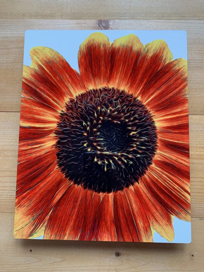 Sunflower Glow- Metal Print