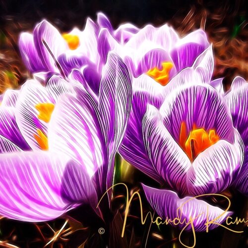 Yoga with Mandy, Haines, Alaska ~ 4/20/20~ Rise & Emerge~