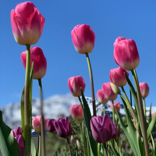 Yoga with Mandy, Haines, Alaska ~ 5/22/20~ Chandra Namaskar New Moon Adaptive Flow