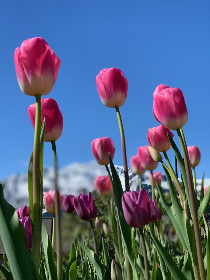Yoga with Mandy, Haines, Alaska ~ 5/22/20~ Chandra Namaskar New Moon Adaptive Flow