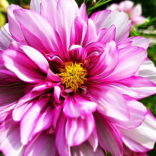 Yoga w/Mandy, Haines, Alaska ~ 6/19/20~Celebrate Summer Solstice w/ variations of Surya Namaskar from the garden