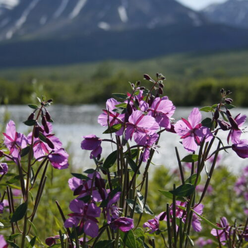 Yoga w/Mandy, Haines, Alaska ~ 6/12/20~Outside Live Class~Focus on Beauty
