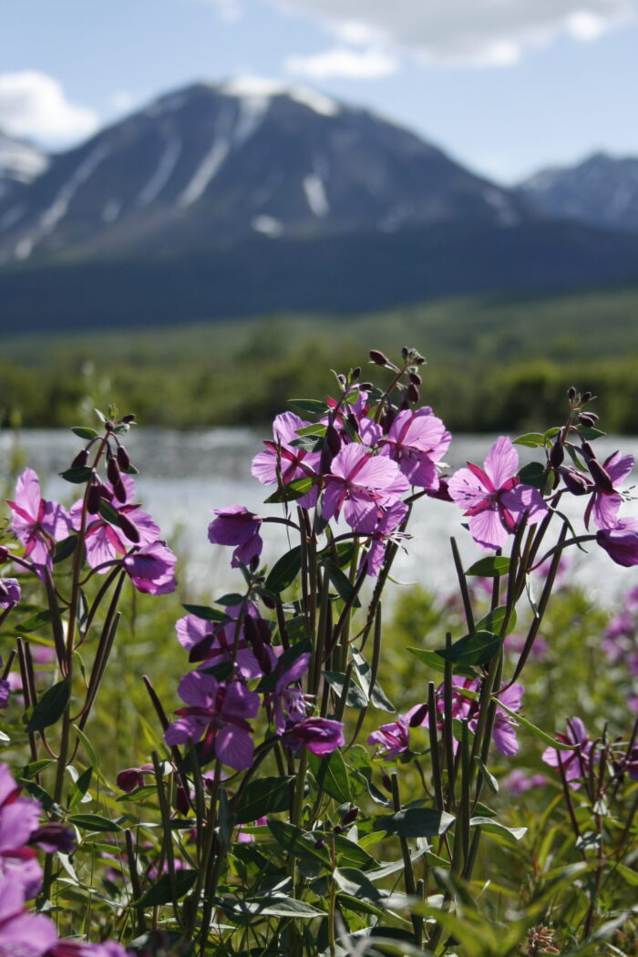 Yoga w/Mandy, Haines, Alaska ~ 6/12/20~Outside Live Class~Focus on Beauty