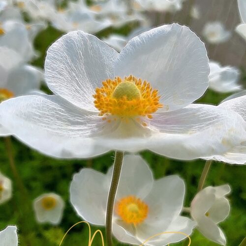 Yoga with Mandy, Haines, Alaska ~ 6/5/20~Lokah Samasta Sukhino Bhavantu~May all beings be happy and free from suffering