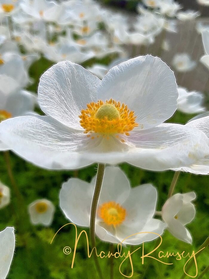 Yoga with Mandy, Haines, Alaska ~ 6/5/20~Lokah Samasta Sukhino Bhavantu~May all beings be happy and free from suffering