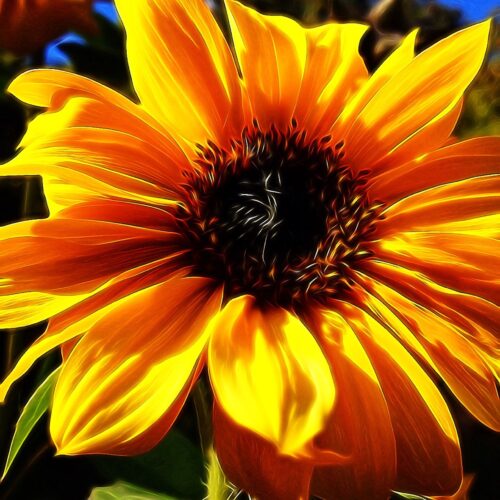 Yoga w/Mandy, Haines, Alaska ~ 6/26/20~ Wring it Out, Radiate from your Center