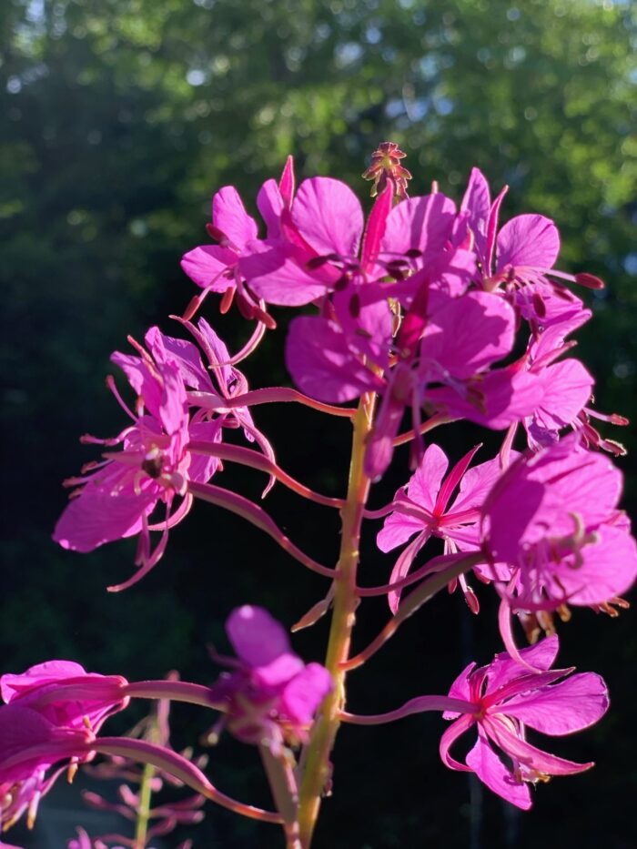 Yoga w/Mandy, Haines, Alaska, Live from the Garden ~ 7/17/20~ Turn on Your Love Light