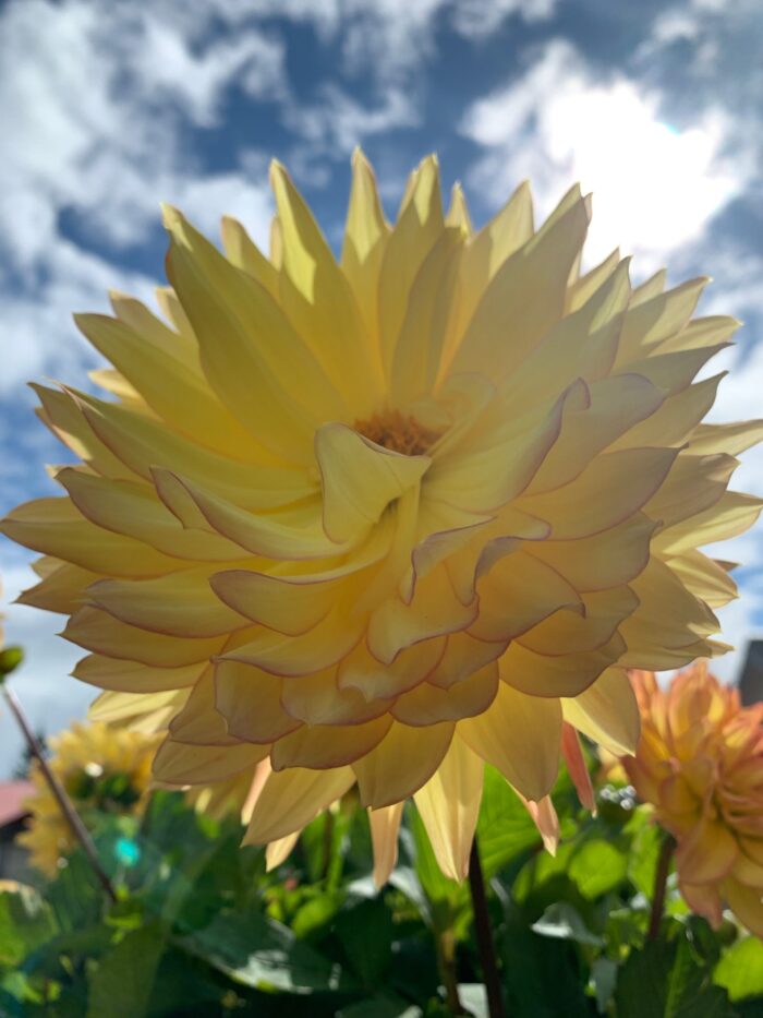 Yoga w/Mandy, Haines, Alaska, Live from the Garden ~ 7/24/20~ 5 Senses with Vira Mudra