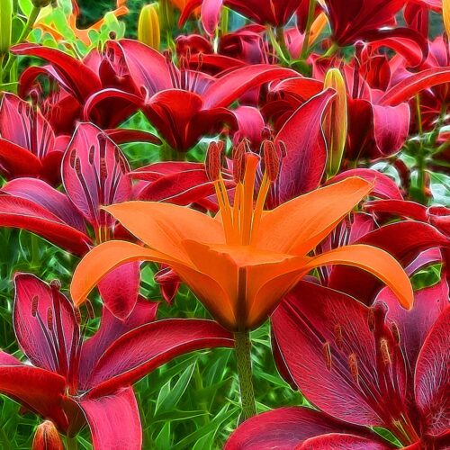 Yoga w/Mandy, Haines, Alaska, Live from the Garden ~ 7/31/20~Stay Cool in Summer