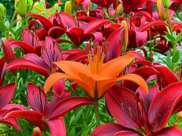 Yoga w/Mandy, Haines, Alaska, Live from the Garden ~ 7/31/20~Stay Cool in Summer