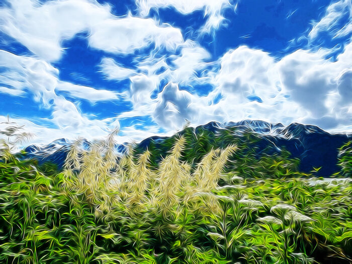 Yoga w/Mandy, Haines, Alaska ~ 8/23/20~ Clear the Path