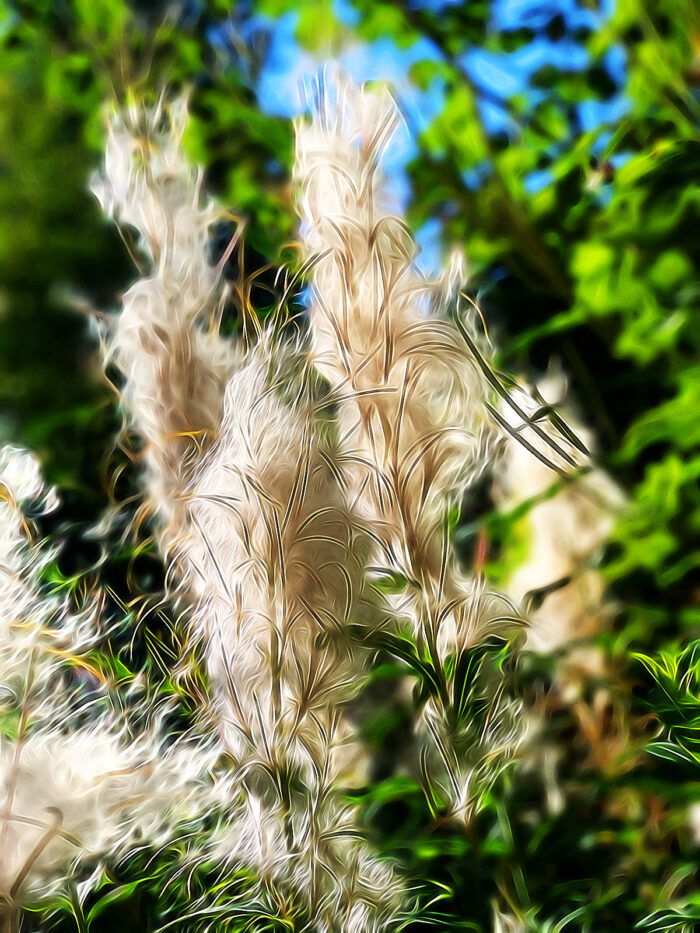 Yoga w/Mandy, Haines, Alaska ~ 9/28/20~ Winds of Change