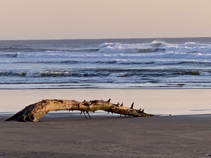Yoga w/Mandy from Florida ~ 1/8/21~ Free Your Spine