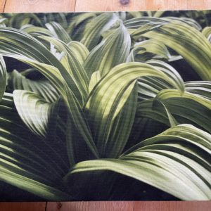 Green Leaves Unfurling~Canvas Print