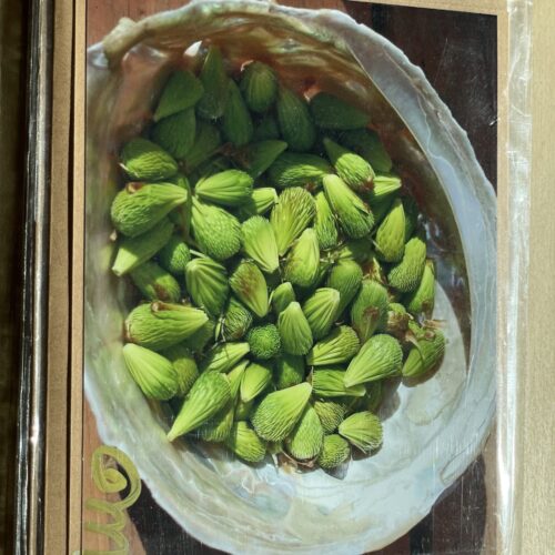 Blank Card ~ Spruce Tips