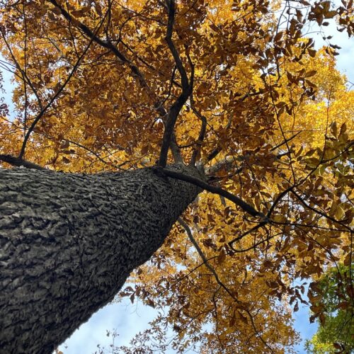 Yoga w/Mandy, Haines, Alaska ~9/17/21~ Fall Letting Go Flow