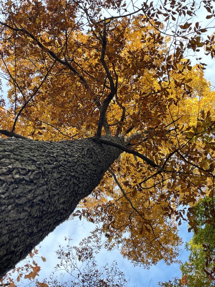 Yoga w/Mandy, Haines, Alaska ~9/17/21~ Fall Letting Go Flow